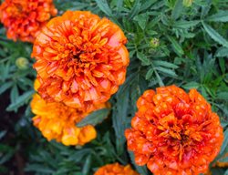 Tagetes Patula, Fireball, Orange Flower, Marigold
Millette Photomedia
