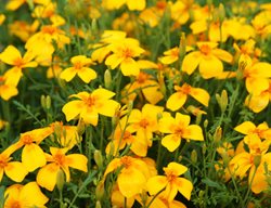 Tagetes Tenuifolia, Lemon Gem Marigold, Signet Marigold
Shutterstock.com
New York, NY