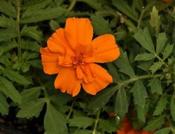 Tagetes Tenuifolia, Tangerine Marigold, Orange Flower, Signet Marigold
Millette Photomedia
