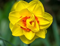 Tahiti Daffodil, Narcissus Tahiti, Double Daffodil
Shutterstock.com
New York, NY