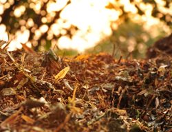 Take Care Of Your Leaves
Garden Design
Calimesa, CA