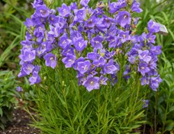 Takion Blue Campanula, Campanula Persicifolia
Proven Winners
Sycamore, IL