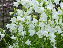 Takion White Campanula, Campanula Persicifolia
Proven Winners
Sycamore, IL