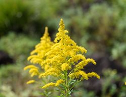 Tall Goldenrod, Solidago Altissima
Shutterstock.com
New York, NY