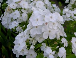 Tall Phlox, Phlox Paniculata David
Plant Paradise Country Gardens
Caledon, ON