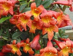 Tangerine Beauty
Garden Design
Calimesa, CA