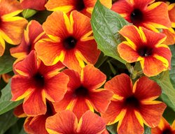 Tangerine-Slice-A-Peel Thunbergia, Black Eyed Susan Vine, Thunbergia Alata
Proven Winners
Sycamore, IL