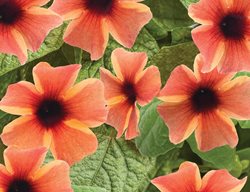 Tangerine Slice-A-Peel Thunbergia, Black-Eyed Susan Vine, Vine With Orange Flowers
Proven Winners
Sycamore, IL