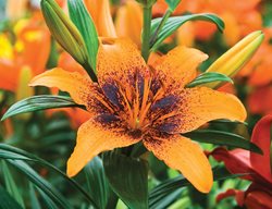 Tango Lily, Orange Art, Asiatic Lily
Garden Design
Calimesa, CA