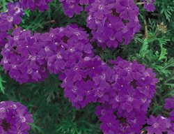 Tapien Blue Violet Verbena, Dark Purple Verbena, Purple Flowers
Proven Winners
Sycamore, IL