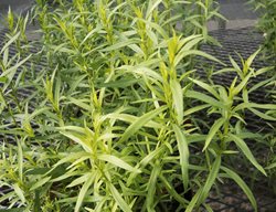 Tarragon Plant, Artemesia Dracunculus, Kitchen Herb
Shutterstock.com
New York, NY