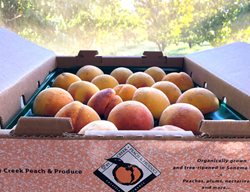 Taste Fresh Fruit To Figure Out What To Grow
Garden Design
Calimesa, CA