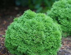 Tater Tot Arborvitae, Thuja Occidentalis
Proven Winners
Sycamore, IL
