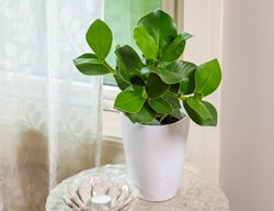 Tattoo Princess Clusia, Clusia Rosea, Autograph Tree
Proven Winners
Sycamore, IL