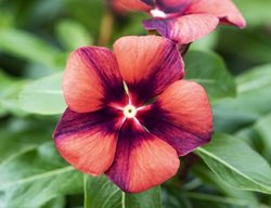 Tattoo Tangerine Vinca, Orange And Purple Flower, Annual Vinca 
Millette Photomedia
