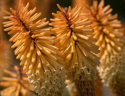 Tawny King Kniphofia, Kniphofia Plant
Shutterstock.com
New York, NY