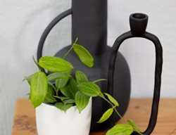 Teacup Anemone Hoya, Hoya Fitchii
Proven Winners
Sycamore, IL