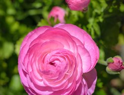 Tecolote Pink Ranunculus, Pink Ranunculus Flower
Shutterstock.com
New York, NY
