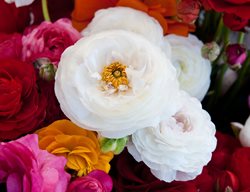 Tecolote Ranunculus, Flower Fields
Shutterstock.com
New York, NY