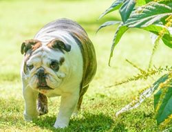 Ted The Dog
Garden Design
Calimesa, CA