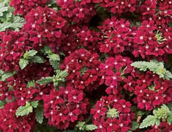 Temari Burgundy Verbena, Trailing Verbena, Burgundy Flowers
Proven Winners
Sycamore, IL
