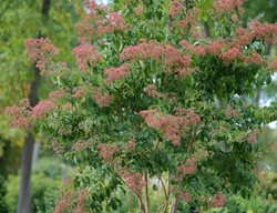 Temple Of Bloom Heptacodium In Fall
Proven Winners
Sycamore, IL