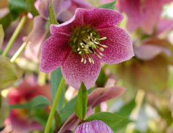 Tend To Hellebores & Plant More
Garden Design
Calimesa, CA