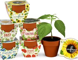 Terra Cotta Mini Planters
Garden Design
Calimesa, CA