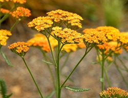 Terra Cotta Yarrow, Achillea
Garden Design
Calimesa, CA