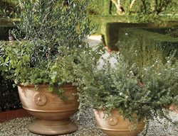 Terracotta Pot, Palmer Planter
Frontgate
West Chester, OH