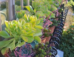 Terracotta Pots, Echeveria
Pot Incorporated
Vancouver, BC