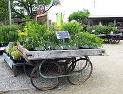 Terrain  Plant Cart
Garden Design
Calimesa, CA