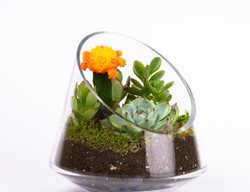  Terrarium, Diy, Kit
Garden Design
Calimesa, CA