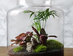 Terrarium, Houseplants
Shutterstock.com
New York, NY