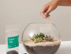 Terrarium Kit, Succulents
The Sill
New York, NY