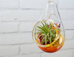  Terrarium, Ornament, Air Plant
Garden Design
Calimesa, CA