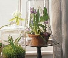 Terrarium Tips
Garden Design
Calimesa, CA