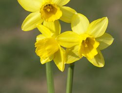 Tete A Tete Daffodil, Narcissus Tete A Tete
Shutterstock.com
New York, NY