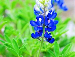 Texas Bluebonnet, Native Wildflower
Garden Design
Calimesa, CA