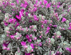 Texas Sage Plant, Leucophyllum Frutescens
Shutterstock.com
New York, NY