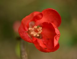 Texas Scarlet Quince, Chaenomeles X Superba, Red Flowering Shrub
Shutterstock.com
New York, NY