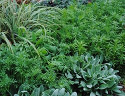 Texture In Green Garden
Garden Design
Calimesa, CA
