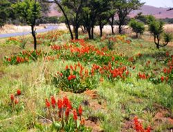 Thabo-Maphisa-- Colony Of Erythrina Zeyheri After A Grass Fire
Garden Design
Calimesa, CA