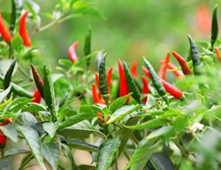 Thai Hot Chili Plant, Thai Chili
Shutterstock.com
New York, NY