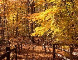 Thain Family Forest
Garden Design
Calimesa, CA