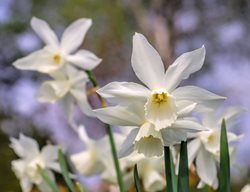 Thalia Daffodil, Narcissus Thalia
Shutterstock.com
New York, NY