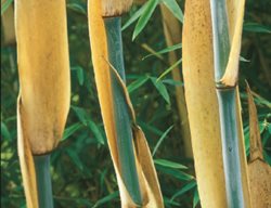 Thamnocalamus, Crassinodus
Garden Design
Calimesa, CA