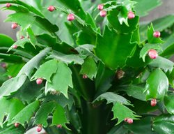 Thanksgiving Cactus, Schlumbergera Truncata
Shutterstock.com
New York, NY