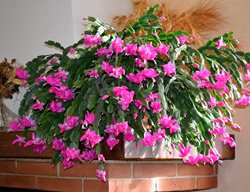 Thanksgiving Cactus, Shlumbergera Truncata
Shutterstock.com
New York, NY