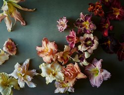 The Daily Show
Garden Design
Calimesa, CA